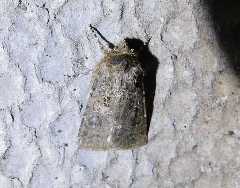 Agrotis bigramma - kétjegyű földibagoly