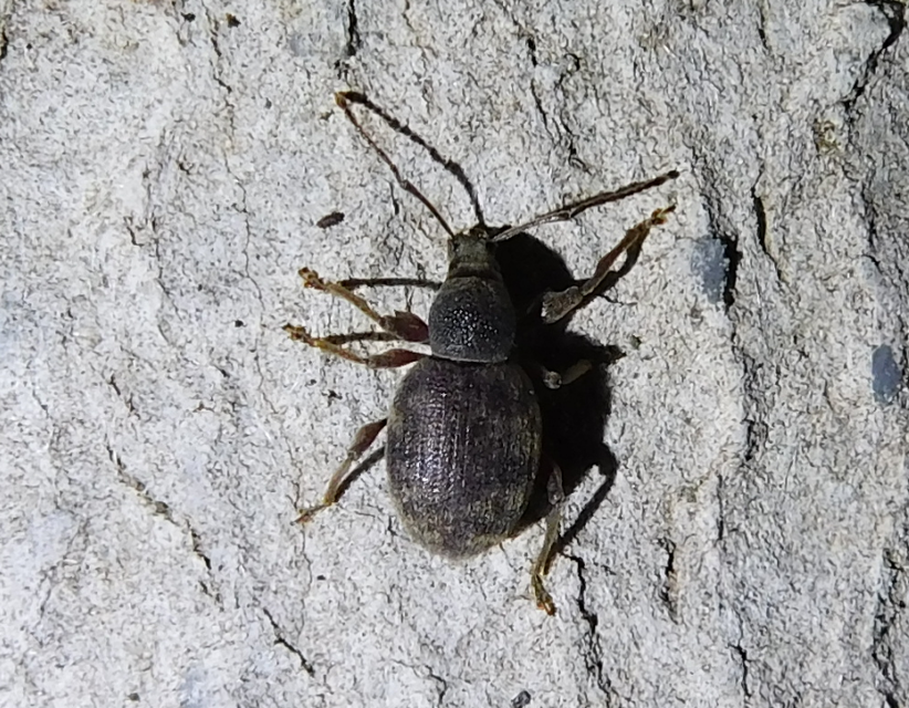 Otiorhynchus smreczynskii - zömök gyalogormányos
