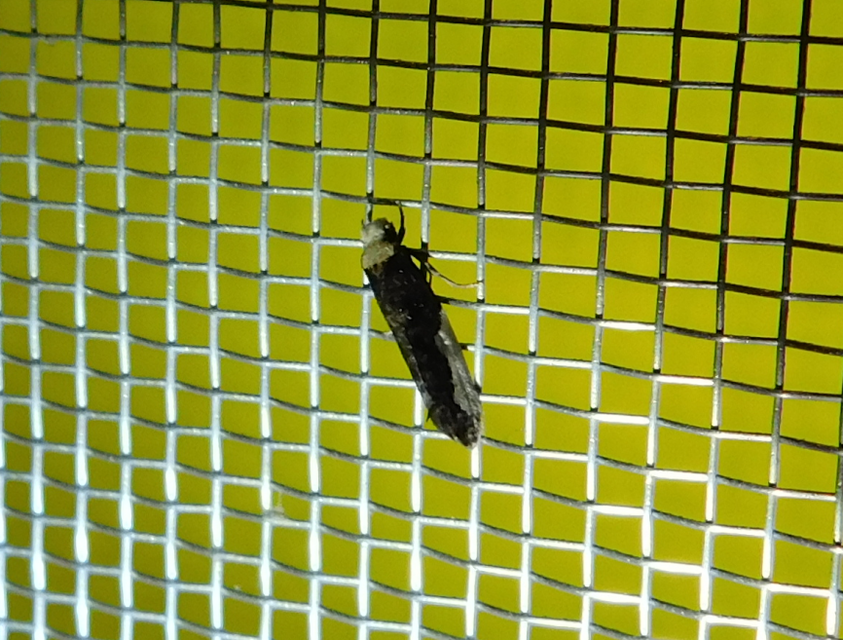 Monopis monachella - apácamoly