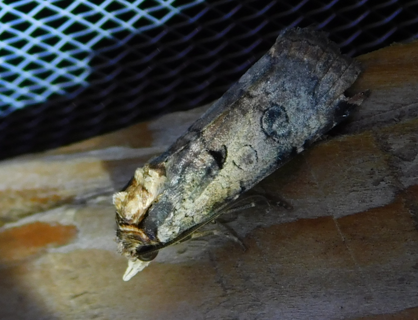 Epilecta linogrisea - karcsú sárgafűbagoly
