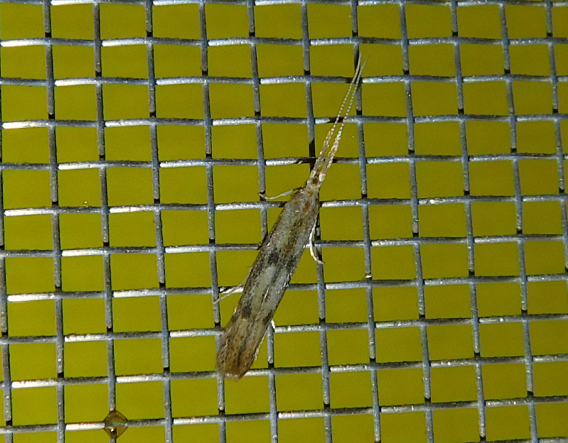 Coleophora squalorella - mocskos zsákosmoly