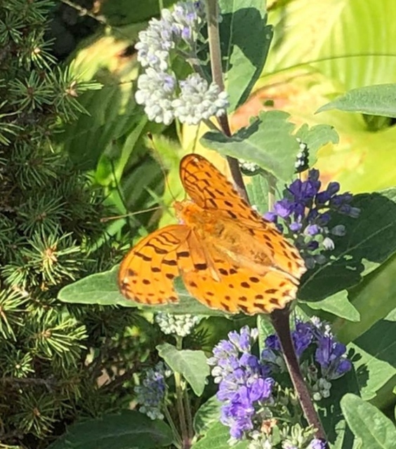 Argynnis laodice - keleti gyöngyházlepke