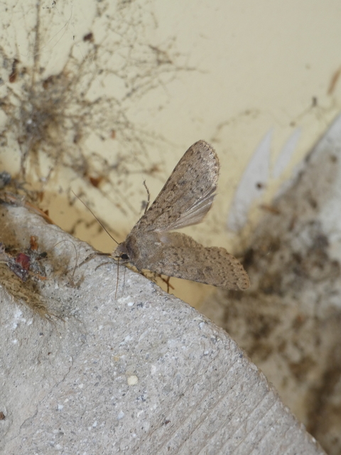 Rhyacia simulans - hamvas földibagoly