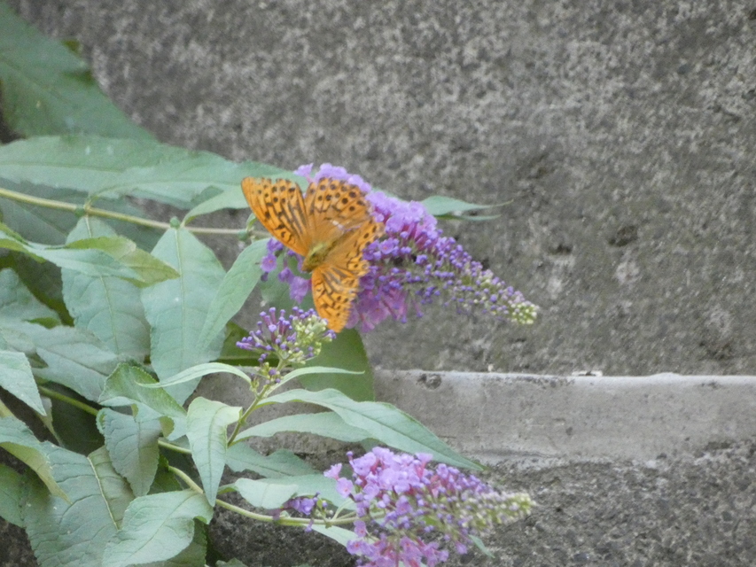 Argynnis paphia - nagy gyöngyházlepke