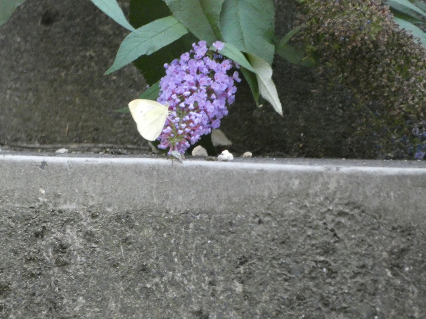 Pieris rapae - répalepke