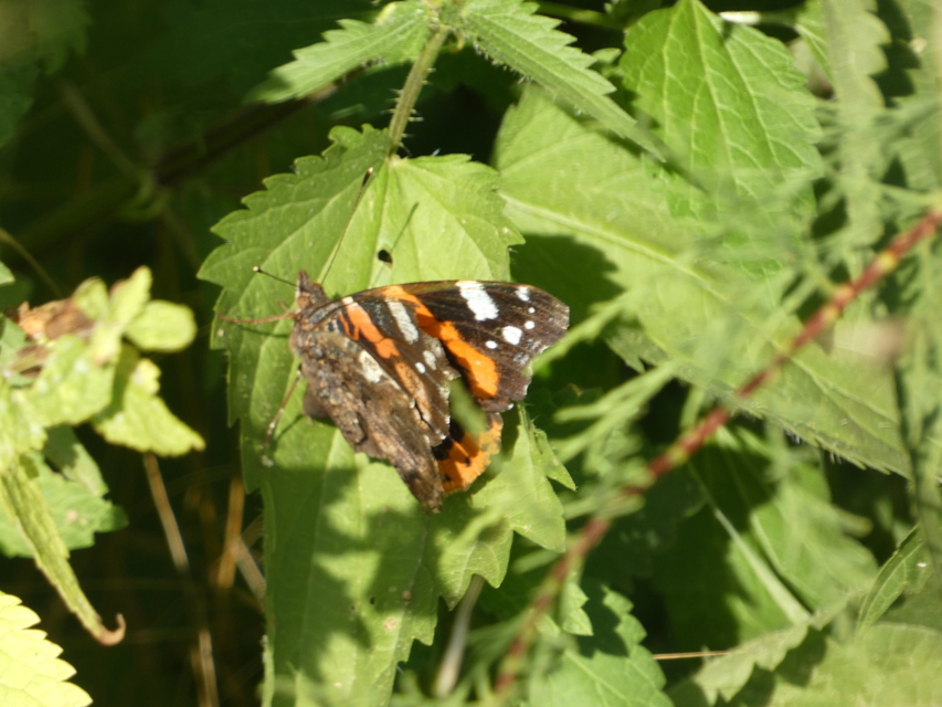 Vanessa atalanta - atalantalepke
