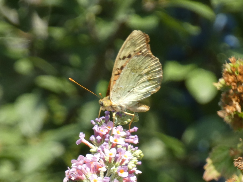 Argynnis pandora - zöldes gyöngyházlepke