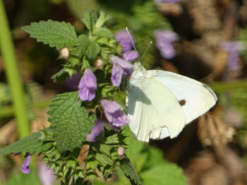 Pieris rapae - répalepke