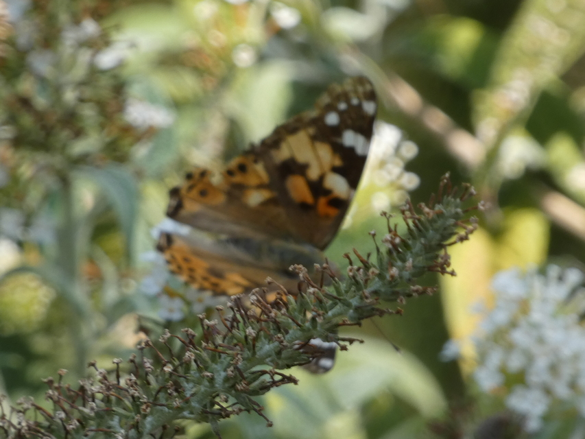 Vanessa cardui - bogáncslepke