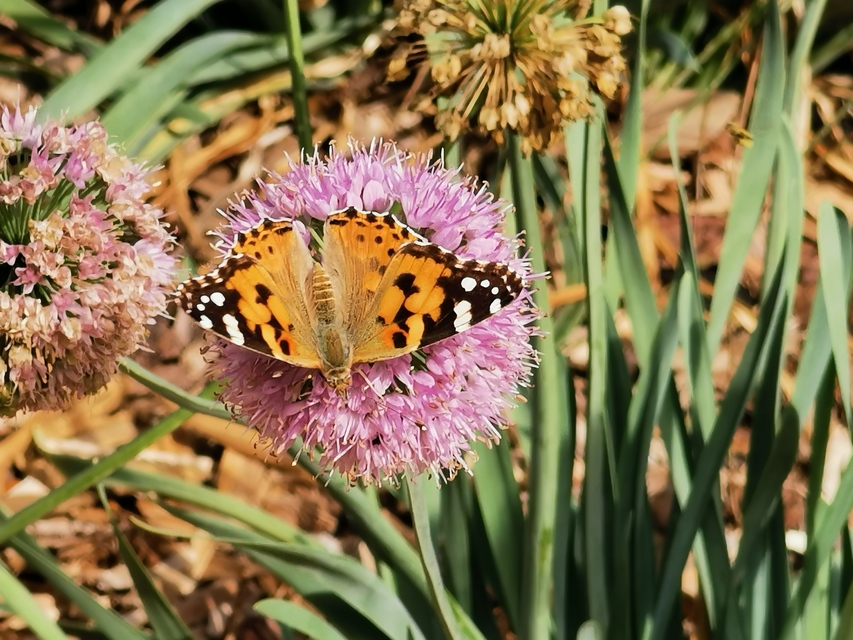 Vanessa cardui - bogáncslepke