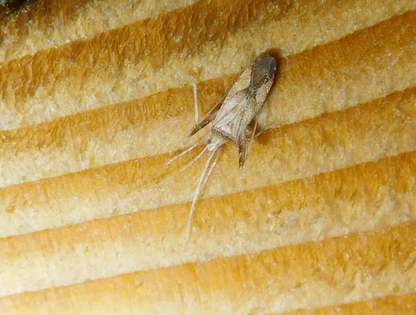 Phytocoris