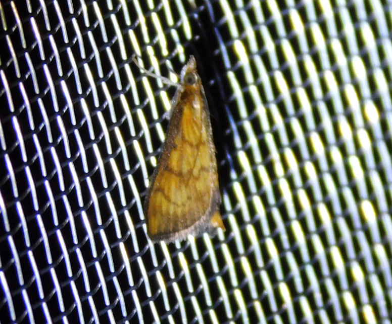 Ecpyrrhorrhoe rubiginalis - rozsdavörös tűzmoly
