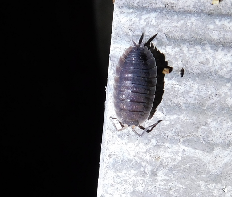 Porcellio scaber - érdes pinceászka Porcellio scaber - érdes pinceászka