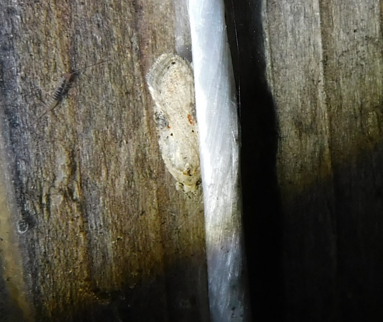 Agonopterix alstromeriana - bürök-laposmoly