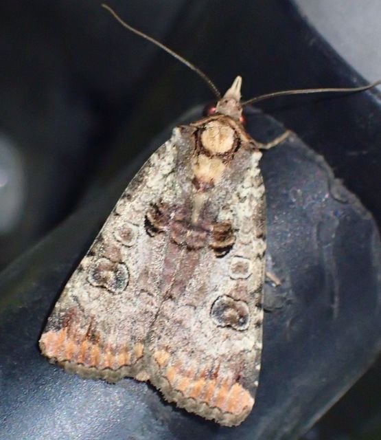 Epilecta linogrisea - karcsú sárgafűbagoly