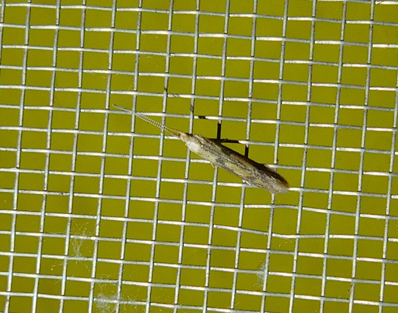 Coleophora