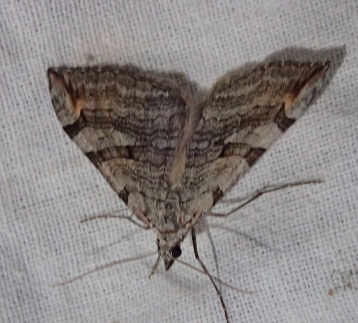 Aplocera efformata/plagiata
