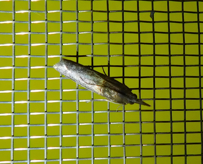 Etiella zinckenella - akácmoly