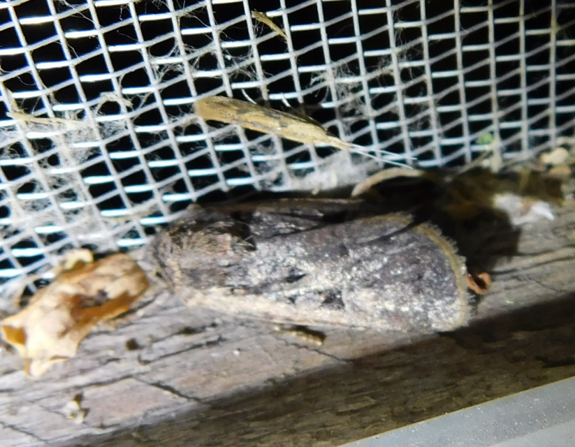 Coleophora