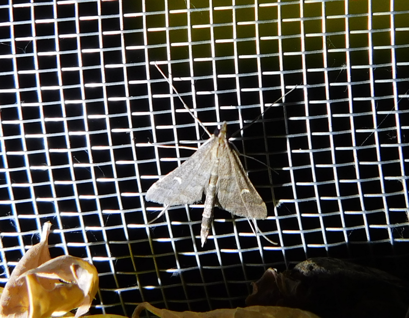 Dolicharthria punctalis - hosszúlábú tűzmoly
