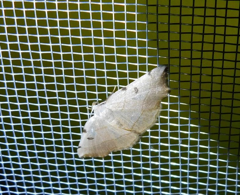 Eilicrinia trinotata - háromjegyű araszoló