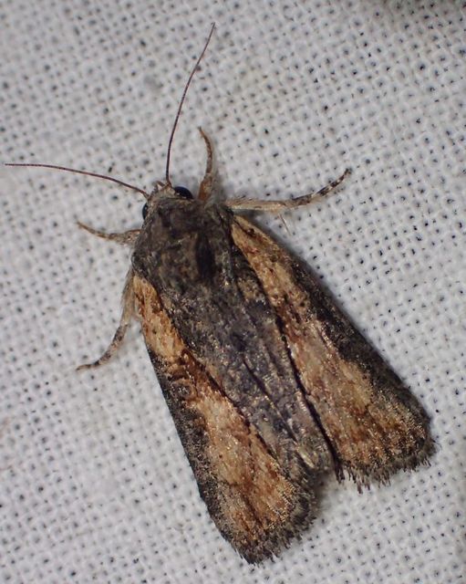 Bryophila raptricula/felina