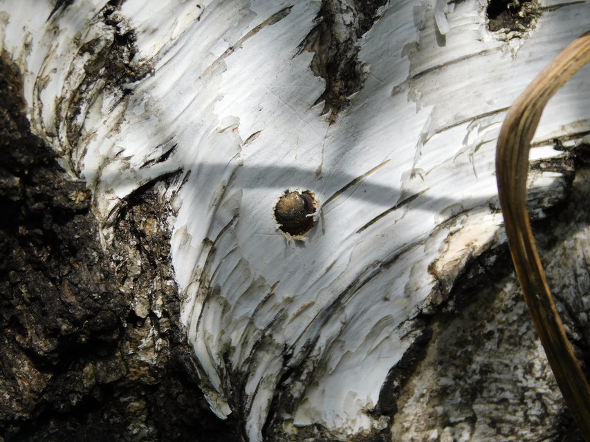 Tremex fuscicornis - sárgagyűrűs fadarázs