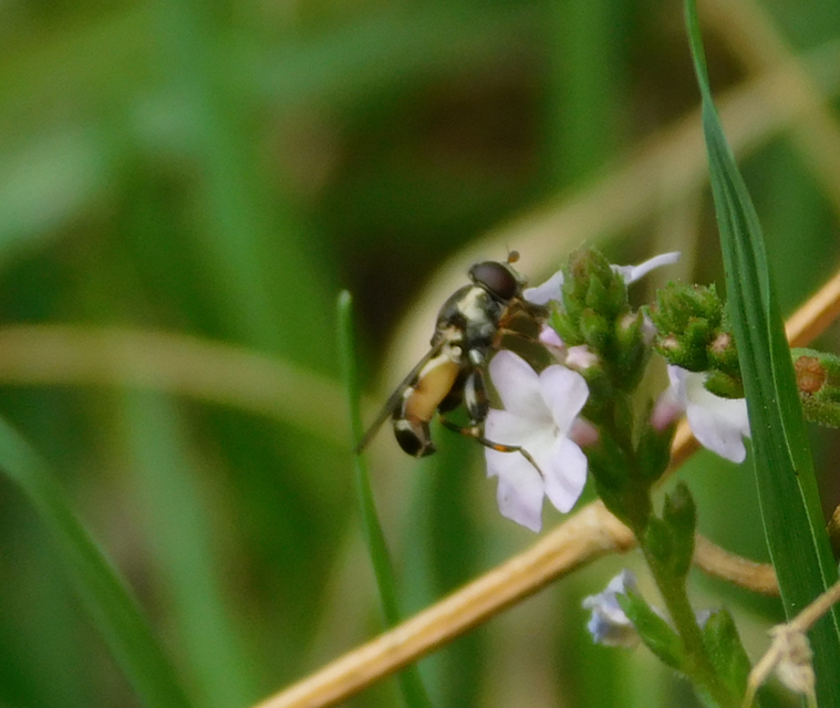 Syritta pipiens - zizegő comboslégy