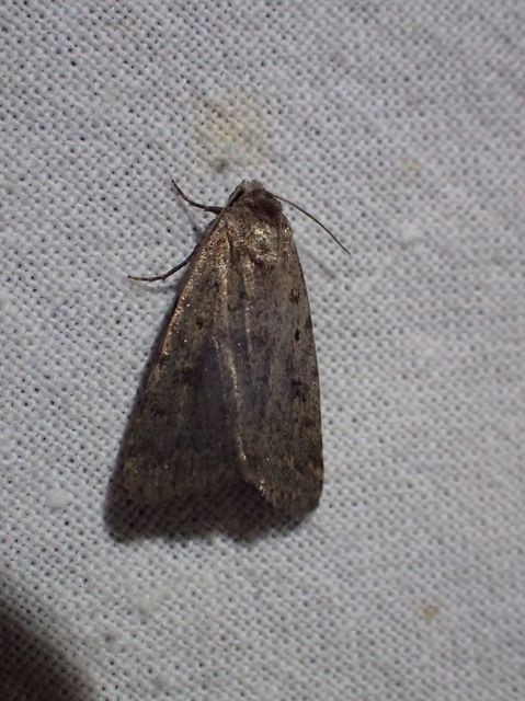 Athetis gluteosa - nyugtalan lápibagoly
