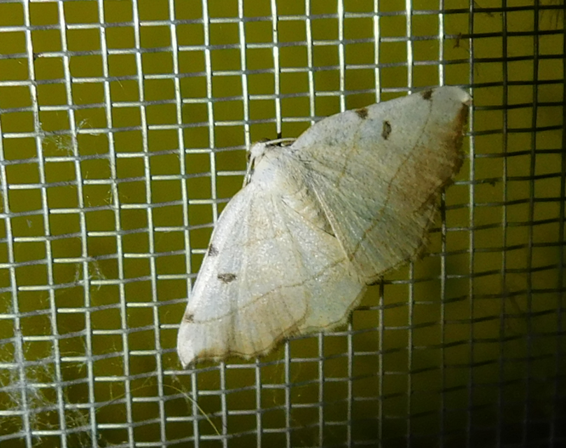 Eilicrinia trinotata - háromjegyű araszoló