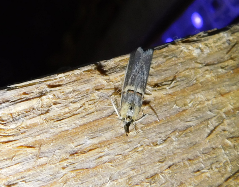 Etiella zinckenella - akácmoly