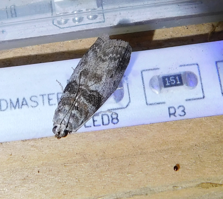 Sciota
