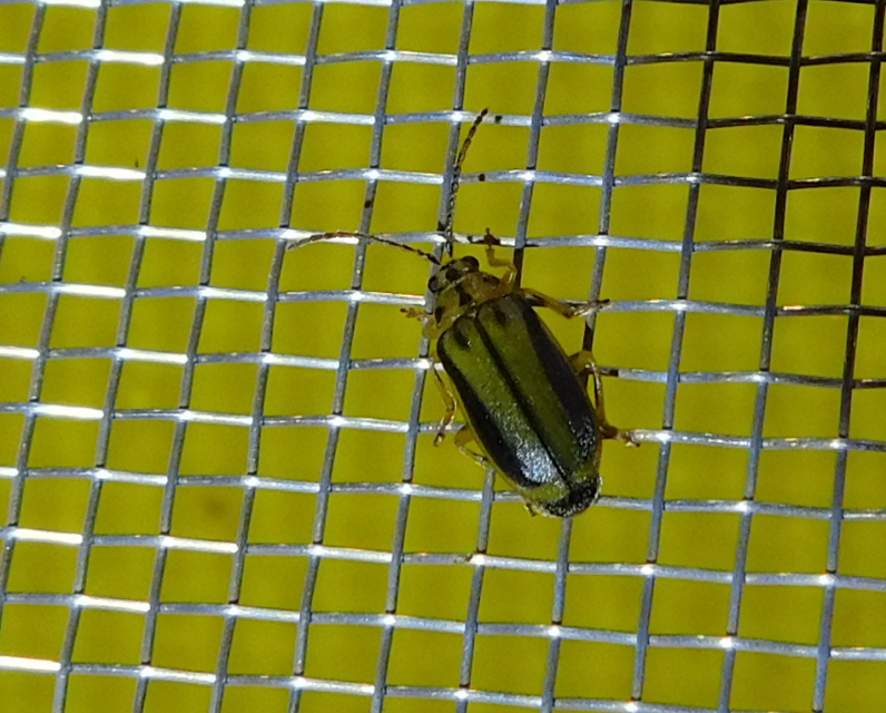 Xanthogalerucella luteola - szilfa-olajosbogár