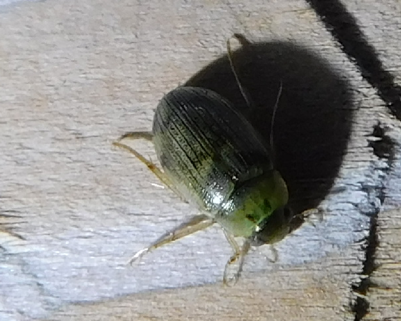Berosus spinosus - széki szemescsibor Berosus spinosus - széki szemescsibor