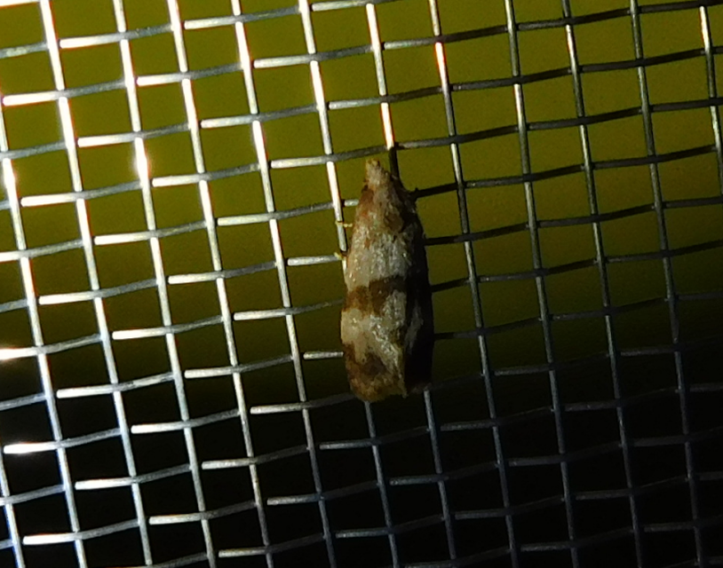 Phalonidia contractana - pipitér-fúrómoly