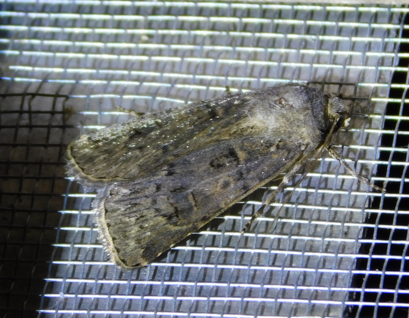 Agrotis bigramma - kétjegyű földibagoly
