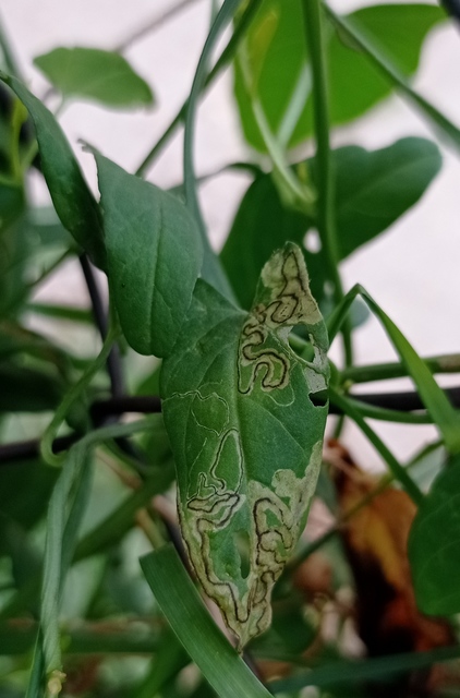 Stigmella freyella - szulákrágó törpemoly