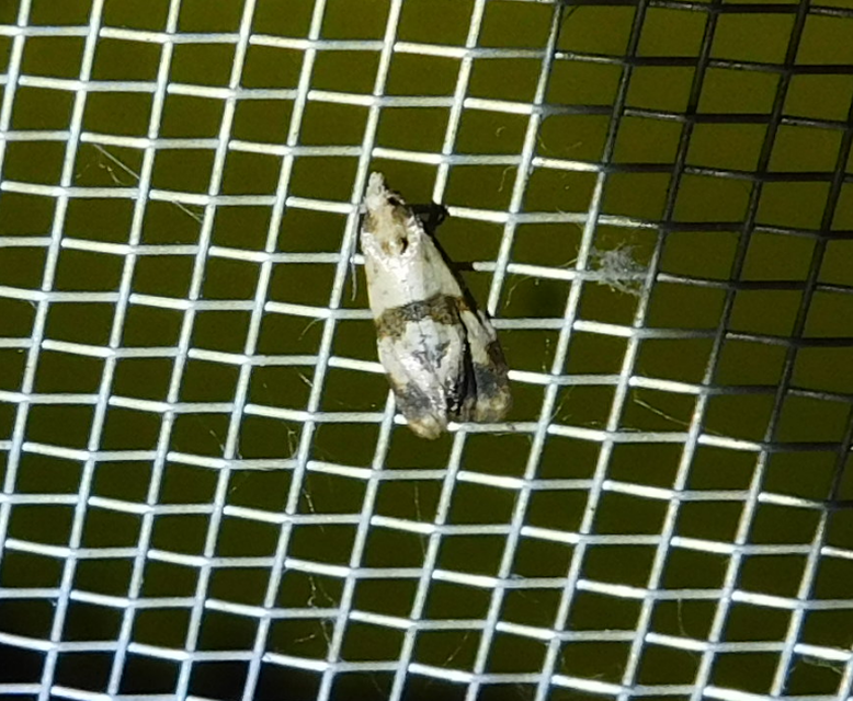 Phalonidia contractana - pipitér-fúrómoly
