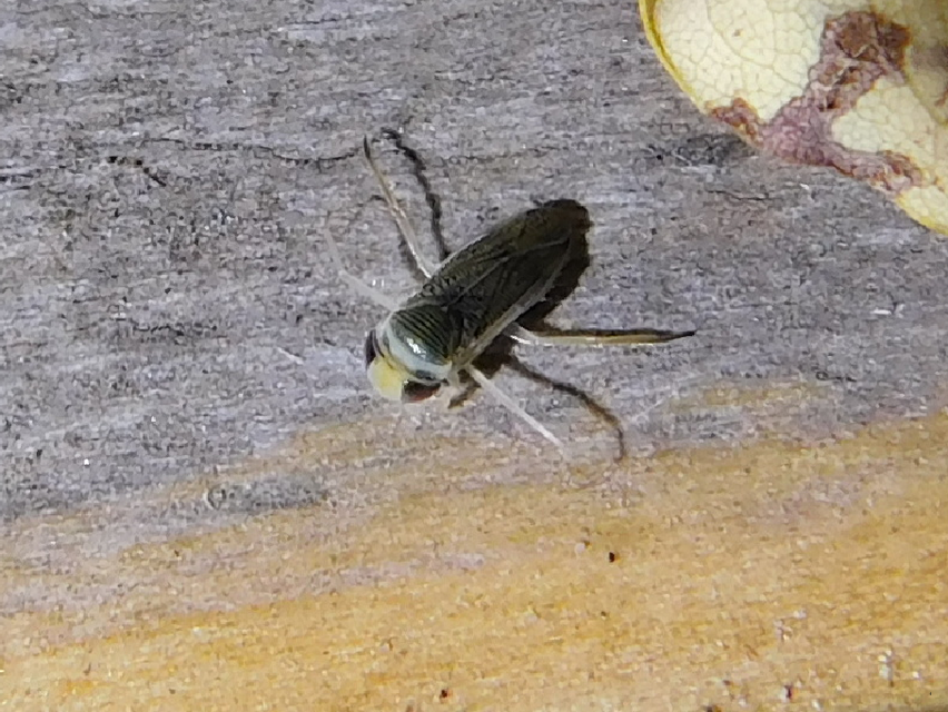 Corixidae - búvárpoloskák Corixidae - búvárpoloskák