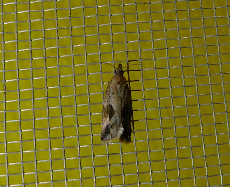 Endothenia quadrimaculana - mocsári tükrösmoly