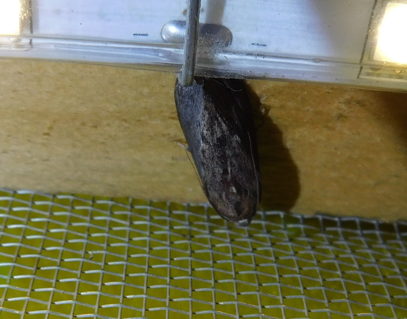Galleria mellonella - nagy viaszmoly