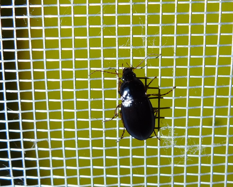 Calathus ambiguus - homoki tarfutó