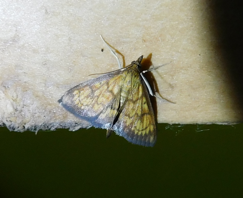 Ecpyrrhorrhoe rubiginalis - rozsdavörös tűzmoly