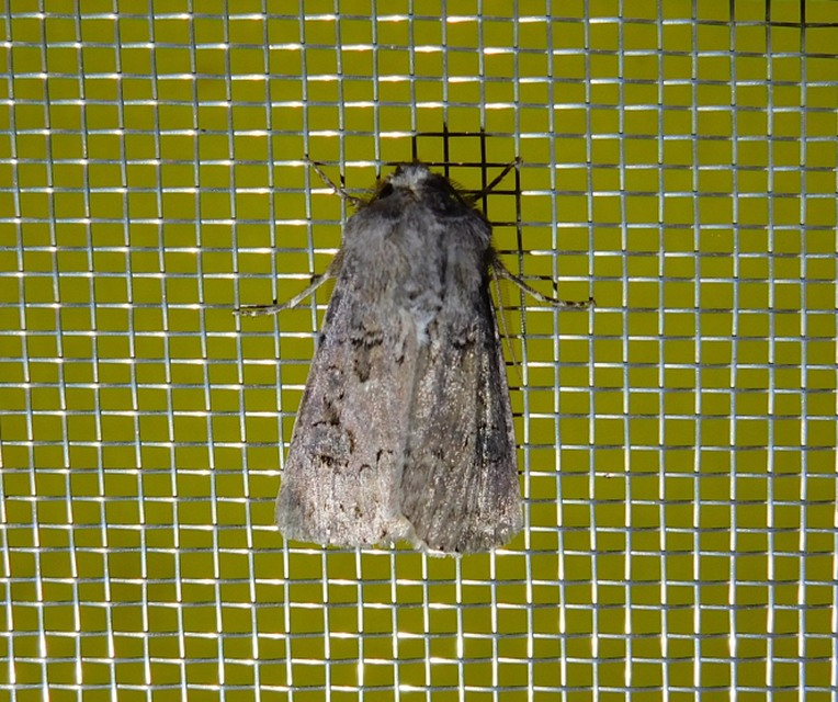 Agrotis bigramma - kétjegyű földibagoly