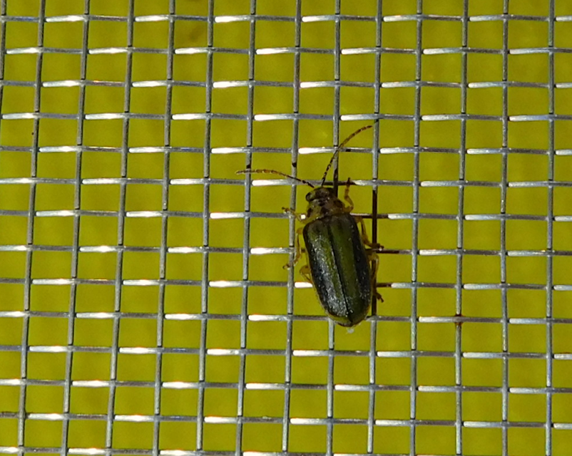 Xanthogalerucella luteola - szilfa-olajosbogár
