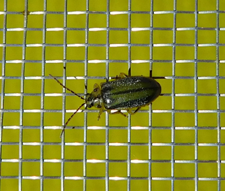 Xanthogalerucella luteola - szilfa-olajosbogár
