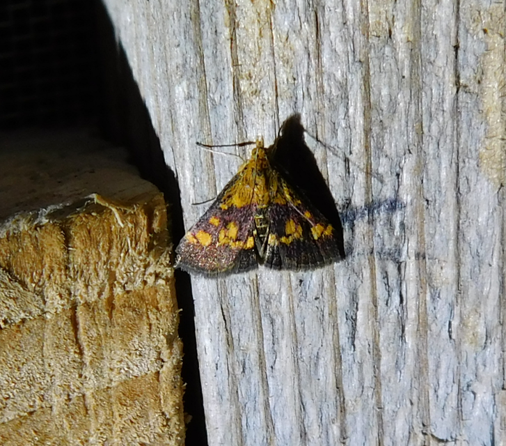 Pyrausta aurata - aranyló bíbormoly