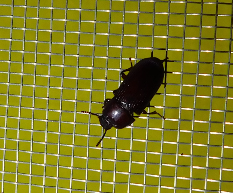 Uloma culinaris - nagy rágványbogár