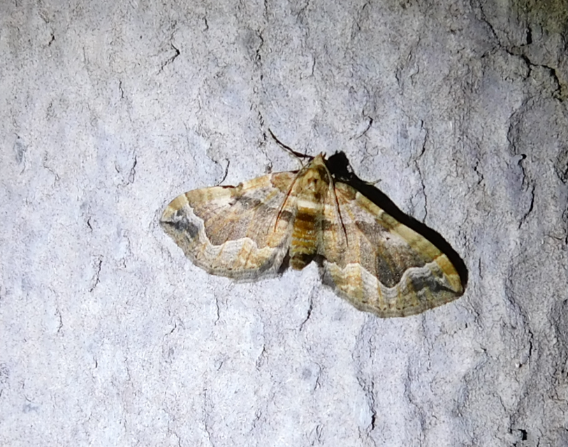 Pelurga comitata - nagy tarkaaraszoló