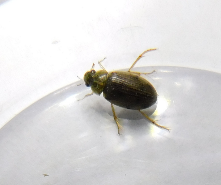 Berosus Berosus